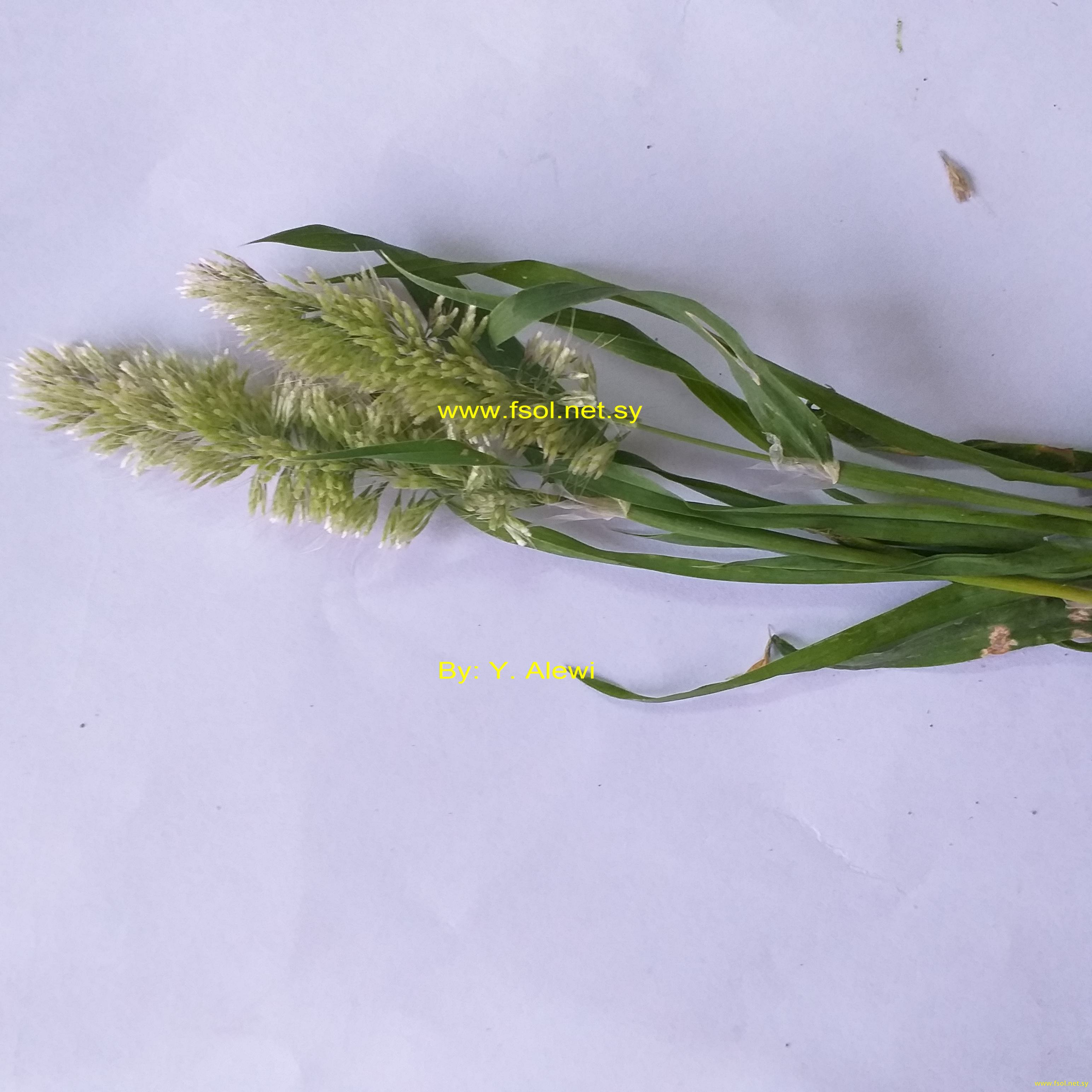 Lamarckia aurea (L.) Moench.